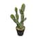 16" Potted Cactus Plant by Ashland®